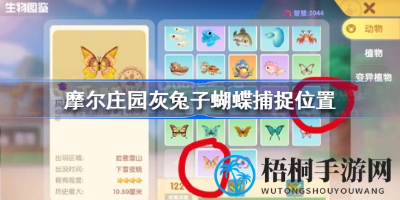 摩尔庄园灰兔子蝴蝶捕捉攻略大公开，全天候开放，快来一探究竟！